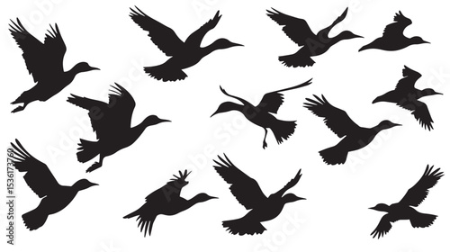 Silhouette of flock of flying birds isolated , black silhouettes isolated on white background