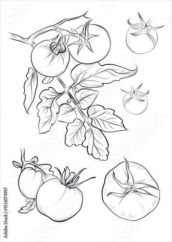 Tomato sketch with leaves and slices vector