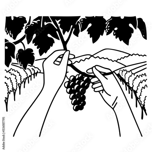 vector of grapes plucking