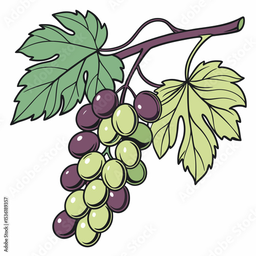 vector illustration of grapes 