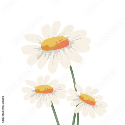daisy isolated on white