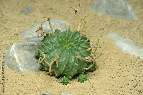Close up Euphorbia meloformis subs. Valida on artificial habitat, live at rocky ground on desert with stone