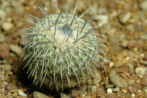 Close up Mammillaria epithelantha micromeris ssp. unguispina on artificial habitat, live at rocky stone ground on desert