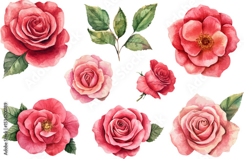 Beautiful Watercolor Pink Roses Botanical Garden