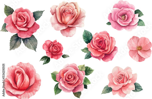 Pink Roses Flowers in Watercolor