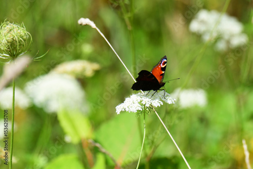 白い花の蜜を吸うクジャクチョウ
