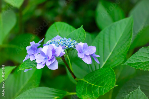 Wallpaper Mural 青に染まる静寂 ― クローズアップで捉えたアジサイの美｜Serene in Blue — Close-up Beauty of a Hydrangea Torontodigital.ca