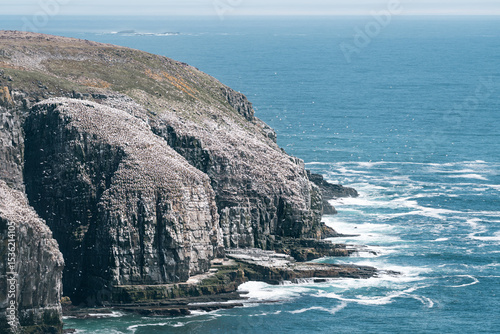 Cape St. Mary's Ecological Reserve in Newfoundland, Canada photo