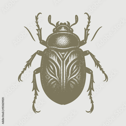 colorado potato beetle