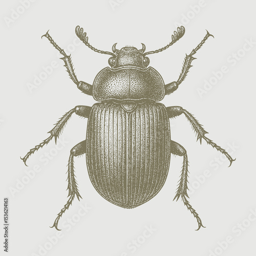 colorado potato beetle