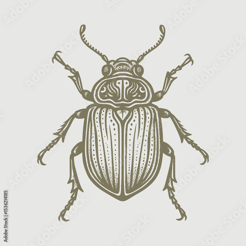 colorado potato beetle