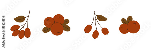 Hand drawn autumn berries in warm red and brown colors. Minimalist seasonal elements isolated on white background. Vector illustration