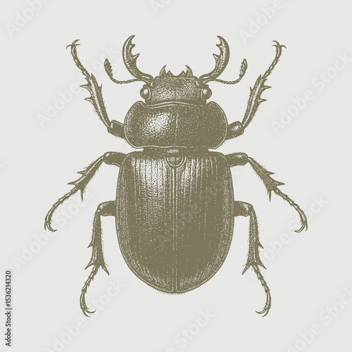 stag beetle isolated on white background