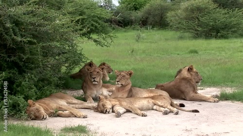 lions in the grass