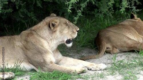 lion and lioness