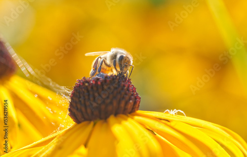 Bee on Black-Eyed Susan. Defocused orange natural background. Honeybee pollinating rudbeckia flower.