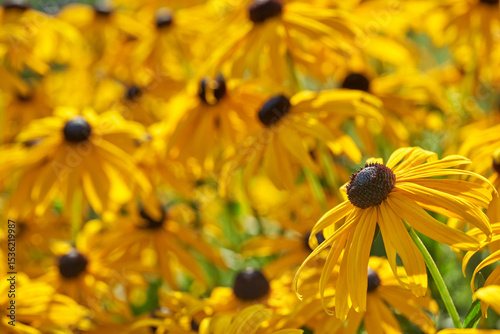 Black-eyed susan blooming in the garden. Scented rudbeckia field in the sunlight. 