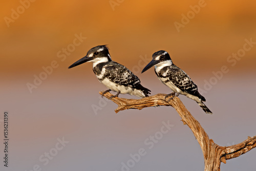 A pair of pied kingfisher (Ceryle rudis) perched on a branch, Pilanesberg National Park, South Africa