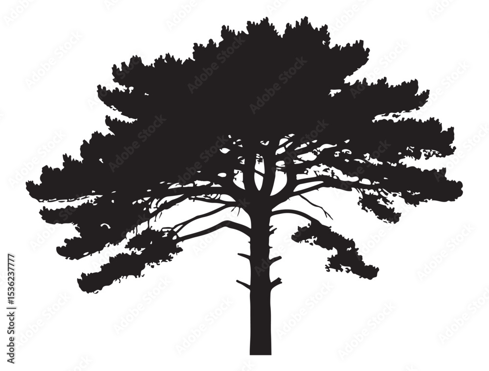 Fototapeta premium PINE TREE SILHOUETTE