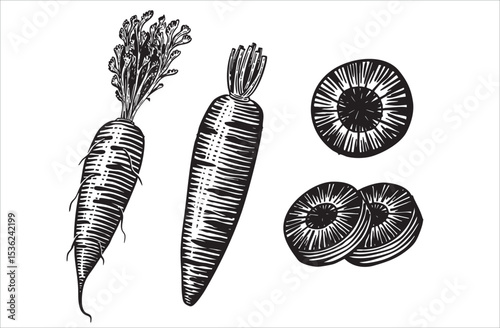 Vintage hand-drawn Onion illustration in engraving style. Detailed black and white sketch ideal for vegetables organic packaging, botanical prints, and healthy food design.
