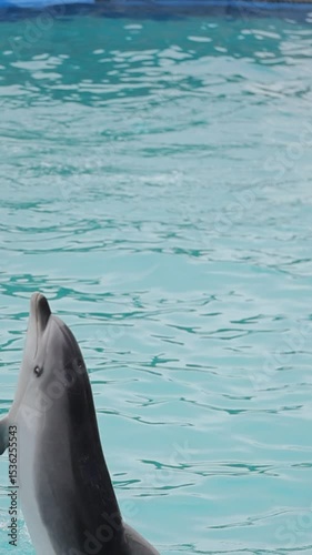 Stunning view of two dolphins dancing in the water, their heads tilted upwards and mouths open