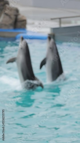 Slow-motion shot of two dolphins performing in the water with their heads up, creating splashes