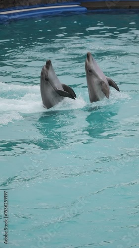 A slow motion shot of two dolphins dancing gracefully in the water, their heads tilted upwards and mouths slightly open