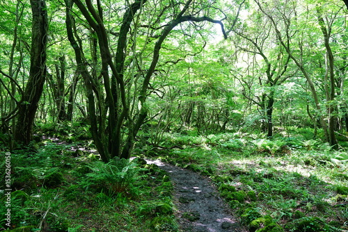 fascinating spring forest with old trees and path