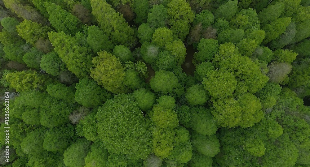 Naklejka premium Aerial View of Dense Green Forest Canopy