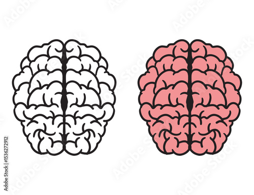 human brain isolated on white background
