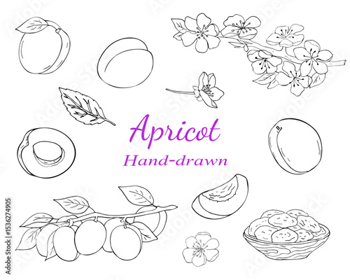 Hand-drawn apricot fruit, slices, leaves, blossoms, and dried apricots in black line style. Great for food or botanical designs.