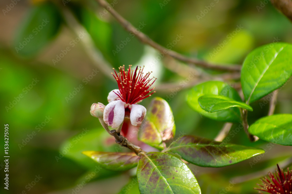 Obraz premium フェイジョア（パイナップルグアバ）の花 ― 南国のような華やかさと個性的な美しさ｜Feijoa (Pineapple Guava) Flower – Exotic Elegance with Unique Tropical Beauty