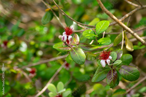 フェイジョア（パイナップルグアバ）の花 ― 南国のような華やかさと個性的な美しさ｜Feijoa (Pineapple Guava) Flower – Exotic Elegance with Unique Tropical Beauty photo