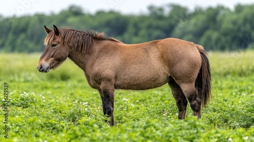 Brown horse in a grassy field