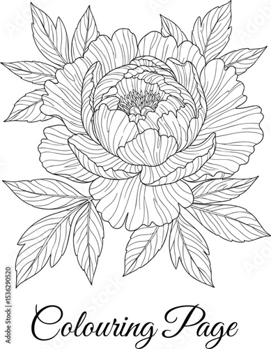 Detailed Peony Bloom Line Art Coloring Page for Adults