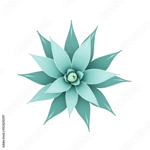 Teal succulent plant top view isolated on white background