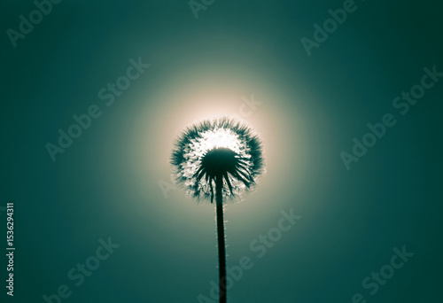 blooming dandelion flower at sunrise. close-up. Dandelion in the field on the background of beautiful blue sunset sky . fluffy round circle dandelion in the sun. backlit.