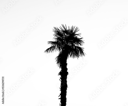 one alone black silhouette of one alone Palm tree isolated on white background of white sky on evening dusk after set, down.  illustration