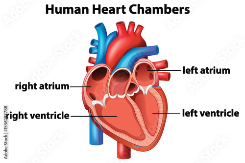 Detailed Human Heart Chambers Vector Illustration