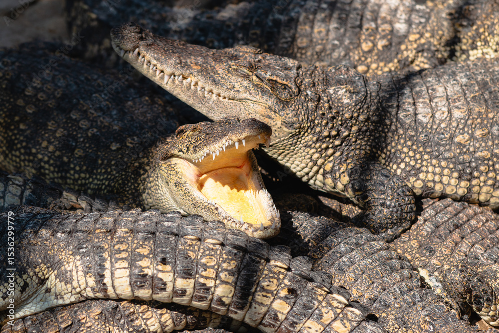 Fototapeta premium Crocodiles resting in the sun nature reserve animal natural habitat close-up wildlife behavior