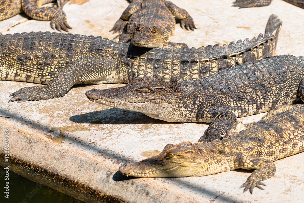 Fototapeta premium Crocodiles resting in sunlight natural habitat wildlife serene environment close-up view