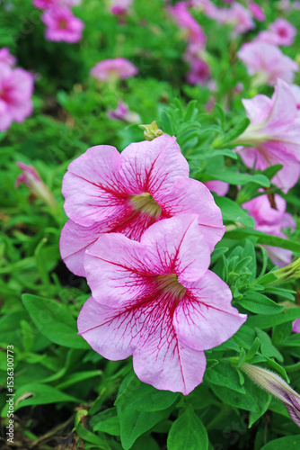 Stunning Variegated Pink Petunias Blooming in the Garden