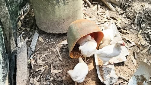 White chickens eating feed near rusty container