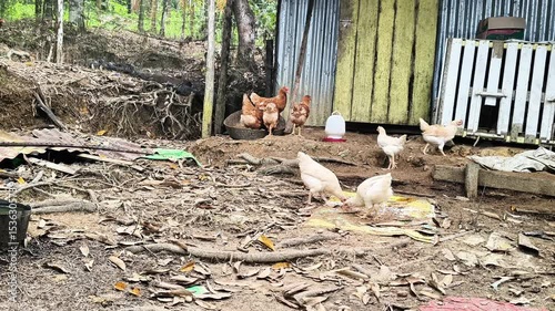 Free-range chickens in a rural outdoor chicken coop