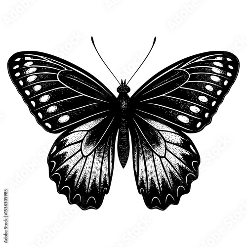 butterfly vector illustration