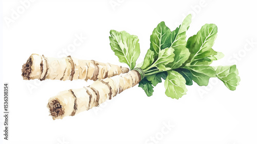 Vector illustration of watercolor paint, one single horseradish root of wasabi, isolated on white background