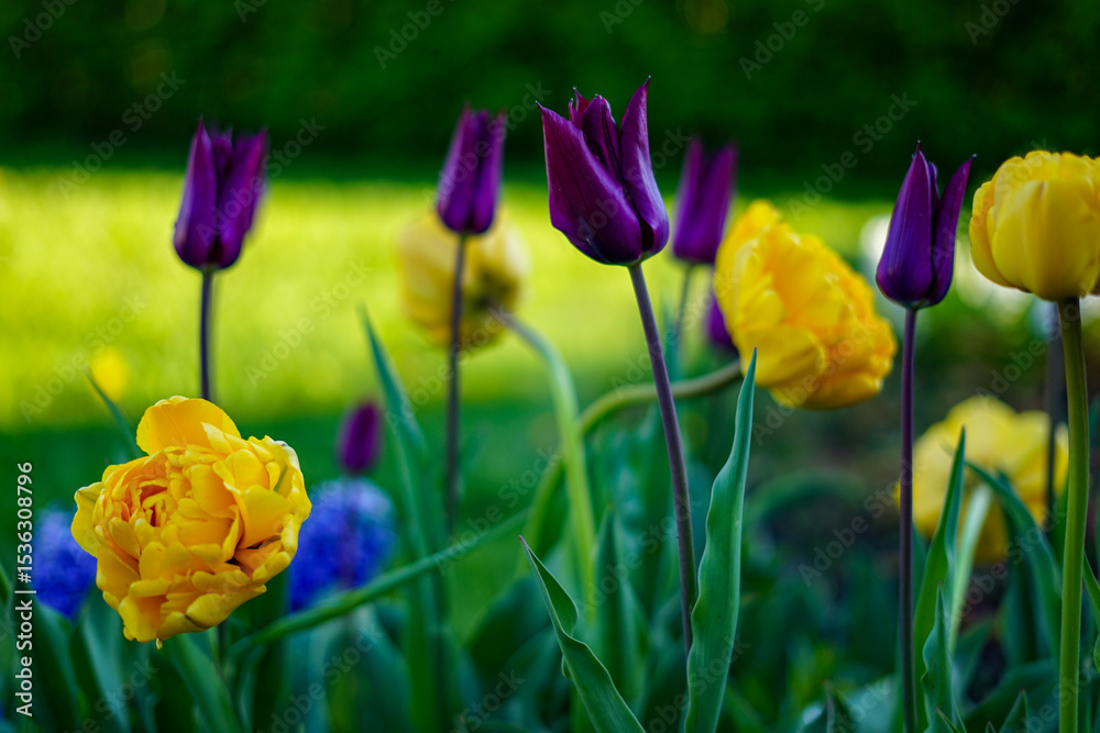 Obraz premium Colorful Tulips Blooming in a Spring Garden