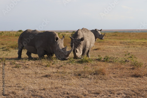 herd of rhinos in a park