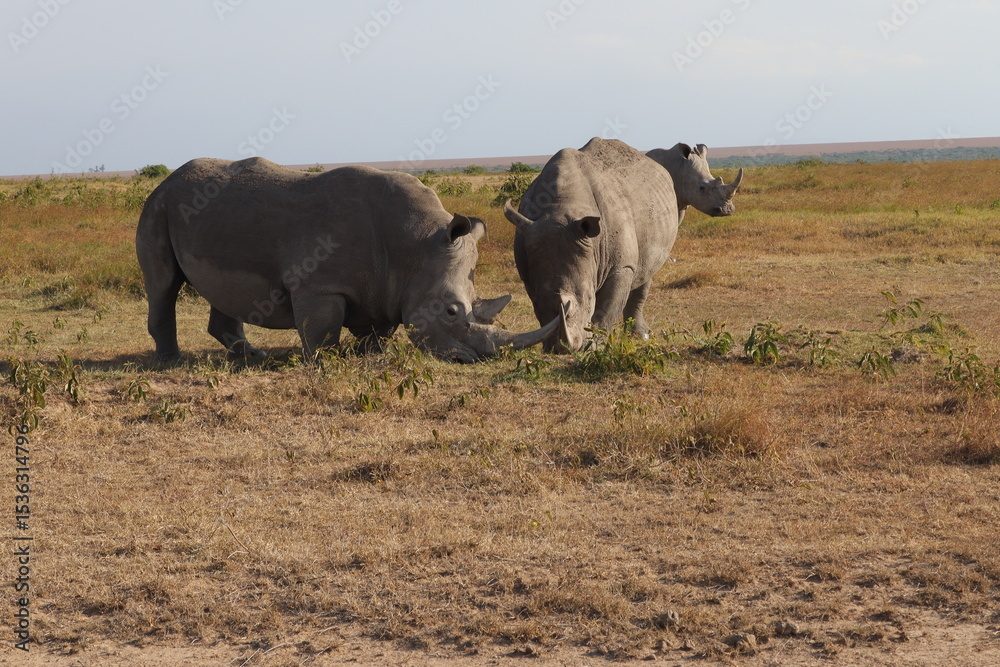Fototapeta premium Rhinos family in Kenya
