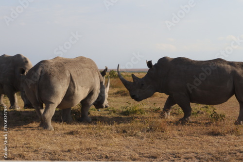 rhino in the wild